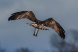 Balbuzard pcheur, Pandion haliaetus