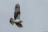 Balbuzard pcheur, Pandion haliaetus