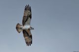 Balbuzard pcheur, Pandion haliaetus