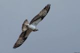 Balbuzard pcheur, Pandion haliaetus