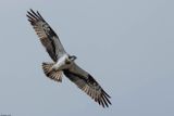 Balbuzard pcheur, Pandion haliaetus