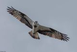Balbuzard pcheur, Pandion haliaetus