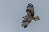 Balbuzard pcheur, Pandion haliaetus