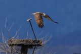 Balbuzard pcheur, Pandion haliaetus