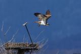 Balbuzard pcheur, Pandion haliaetus