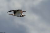 Balbuzard pcheur, Pandion haliaetus