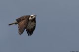 Balbuzard pcheur, Pandion haliaetus