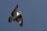 Balbuzard pcheur, Pandion haliaetus