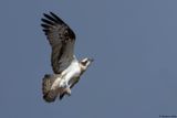 Balbuzard pcheur, Pandion haliaetus