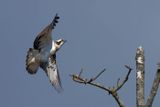 Balbuzard pcheur, Pandion haliaetus