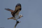 Balbuzard pcheur, Pandion haliaetus