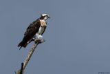 Balbuzard pcheur, Pandion haliaetus