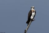 Balbuzard pcheur, Pandion haliaetus