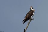 Balbuzard pcheur, Pandion haliaetus