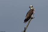 Balbuzard pcheur, Pandion haliaetus