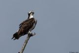 Balbuzard pcheur, Pandion haliaetus