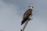 Balbuzard pcheur, Pandion haliaetus