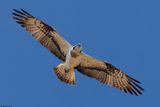 Balbuzard pcheur, Pandion haliaetus