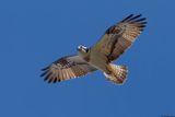Balbuzard pcheur, Pandion haliaetus