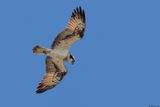 Balbuzard pcheur, Pandion haliaetus