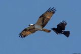 Balbuzard pcheur, Pandion haliaetus