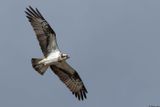 Balbuzard pcheur, Pandion haliaetus
