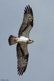 Balbuzard pcheur, Pandion haliaetus