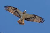 Balbuzard pcheur, Pandion haliaetus