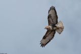 Buse variable, Buteo buteo