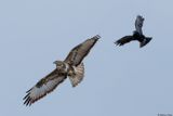Buse variable, Buteo buteo