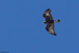 Aigle royal, Aquila chrysaetos