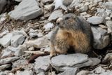 Marmotte des Alpes, Marmota marmota