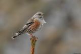 Accenteur alpin, Prunella collaris