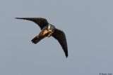 Faucon hobereau, Falco subbuteo