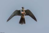 Faucon hobereau, Falco subbuteo