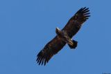 Aigle pomarin, Clanga pomarina