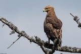 Aigle pomarin, Clanga pomarina