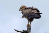Aigle pomarin, Clanga pomarina