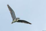 Bihoreau gris, Nycticorax nycticorax