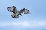 Balbuzard pcheur, Pandion haliaetus