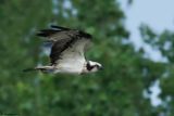 Balbuzard pcheur, Pandion haliaetus