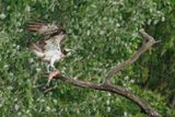 Balbuzard pcheur, Pandion haliaetus