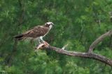 Balbuzard pcheur, Pandion haliaetus