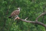 Balbuzard pcheur, Pandion haliaetus