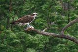 Balbuzard pcheur, Pandion haliaetus