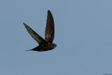 Martinet noir, Apus apus