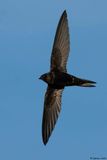 Martinet noir, Apus apus