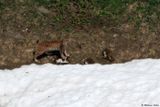 Lynx eurasien, Lynx lynx