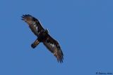 Aigle royal, Aquila chrysaetos