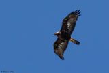 Aigle royal, Aquila chrysaetos